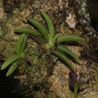 Phreatia jayaweerae Ormerod